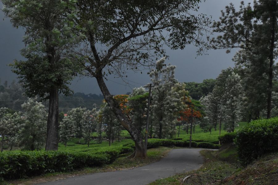 Great Trekking Point Nelliyampathi