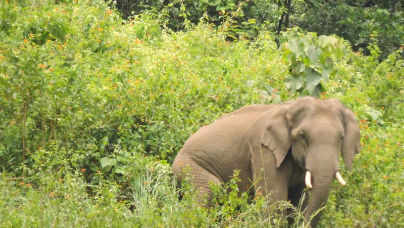 Great Trekking Point Nelliyampathi